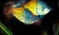 Male Boesemani Rainbow 6cm
