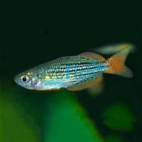 Mcculloch's Rainbow - Moa Island 4cm