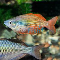 Parva Rainbow - Lake Kurumoi Rainbow 4cm