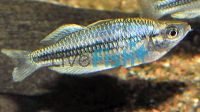Pygmy Rainbow 3cm