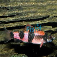 Melon Barb 3.5cm 