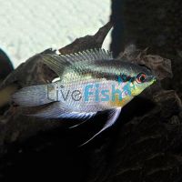 Festivum Cichlid Colombia - Wild Caught 4cm