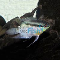 Festivum Cichlid 3cm