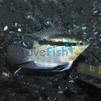 Festivum Cichlid 3.5cm