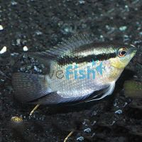 Festivum Cichlid - Colombia Wild 6cm