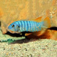 Red Top Zebra 7cm