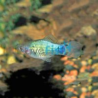 Mickey Mouse Neon Blue Platy 4cm