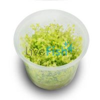 TC - Micranthemum Umbrosum 