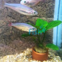 Middlebrook - Eastern Rainbow 5cm