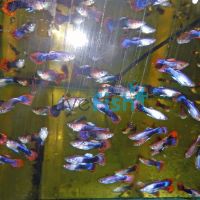 Male Midnight Fire Guppy 3.5cm