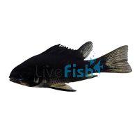 Midnight Black Ramirezi 3.5cm