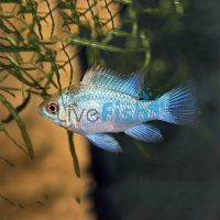 Electric Blue Ram 3.5cm