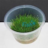 TC - Mini Hair Eleocharis Acicularis