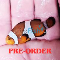 2x Mocca Clownfish 3cm