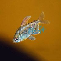 Diamond Tetra 4cm