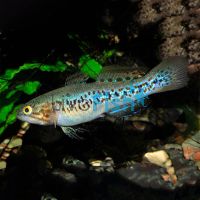 Purple Spotted Gudgeon 3.5cm