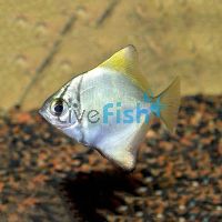 Mono Argent Brackish - 2cm