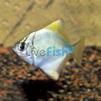 Mono Argent Brackish 4cm