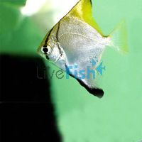 Mono Argent Brackish 6cm