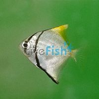Mono Argent - Brackish 5cm