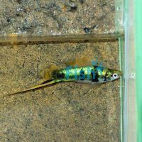 Montezumae Swordtail 5cm