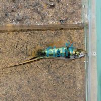 Montezumae Swordtail 4cm
