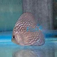 Mosaic Turquoise Discus 7cm