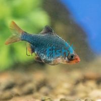 Moss Green Tiger Barb 4cm