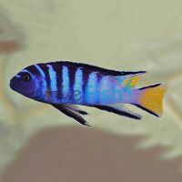 Pseudo. Elongatus Mphanga 4cm