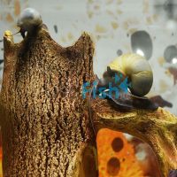 Mystery Purple Foot Snail - Small
