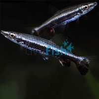 Rocket Tail Pencilfish 3cm
