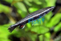 Rocket Tail Pencilfish 3cm