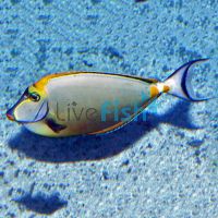 Elegant Tang - Medium