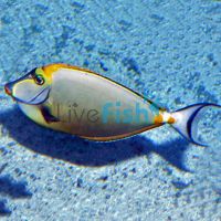 Elegant Tang - Large