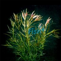 Needle Ludwigia Bunch