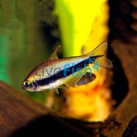 Emperor Tetra 2cm