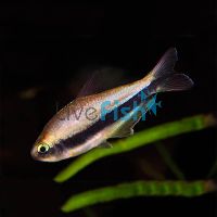 Emperor Tetra 4cm