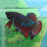Nemo Koi Plakat Pair 4cm
