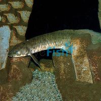 Australian Lungfish 12-15cm