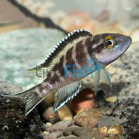 Neolamprologus Buescher Kavala 5cm