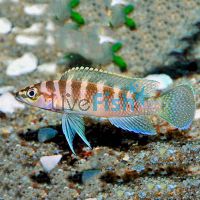 Neolamprologus Cylindricus 1.5cm