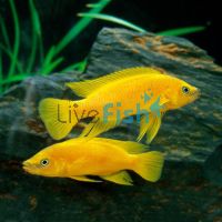 Neolamprologus Leleupi Lemon Cichlid 6cm