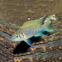 Daffodil Princess Cichlid 4cm