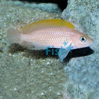 Orange Fin - Lamprologus Caudopunctatus 3.5cm