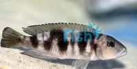 Lepidiolamprologus Hecqui 4cm