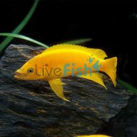 Lemon Cichlid 7cm