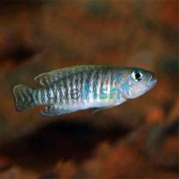 Lamprologus Multifasciatus 2.5cm