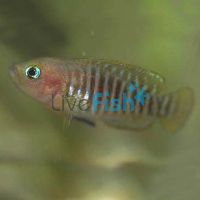 Neolamprologus Multifasciatus 3.5cm
