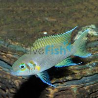 Daffodil Princess Cichlid 5cm