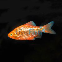 Neon Rosy Barb 5cm